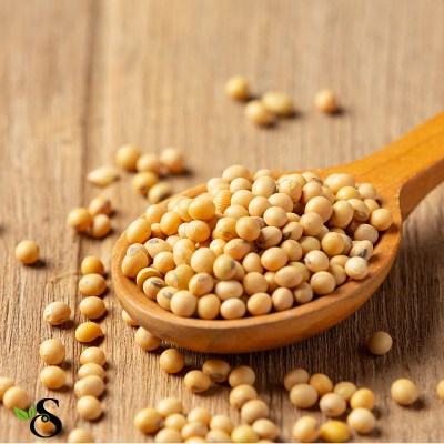 Soya Fasülyesi